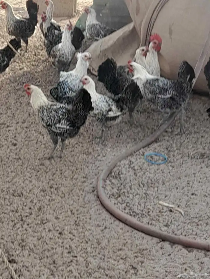 دجاج بياض فيومي 0