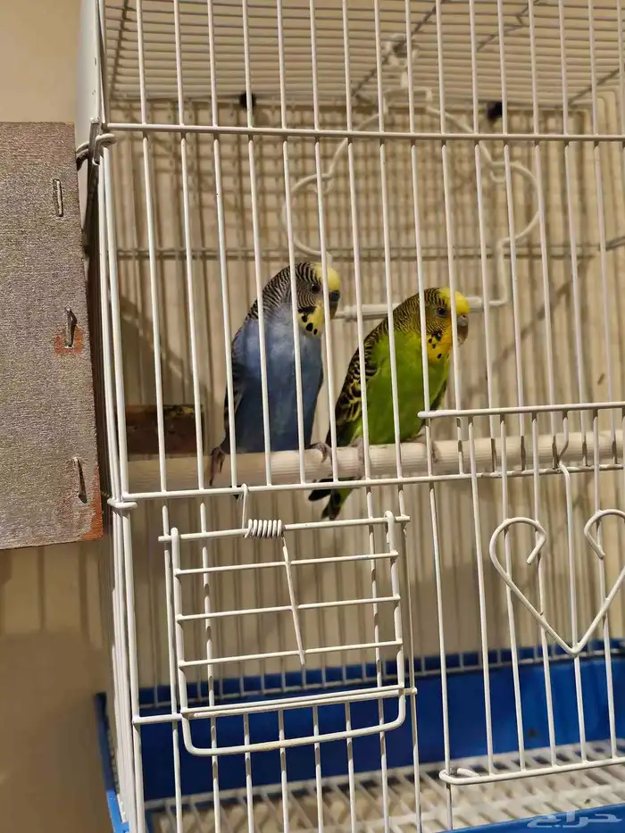 زوج بادجي طيور الحب 2