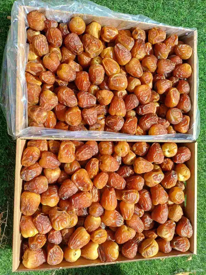 تمر سكري عضوي فاخر حبة كبير مفتل وجالكسي 1