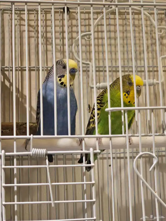 زوج بادجي طيور الحب 1