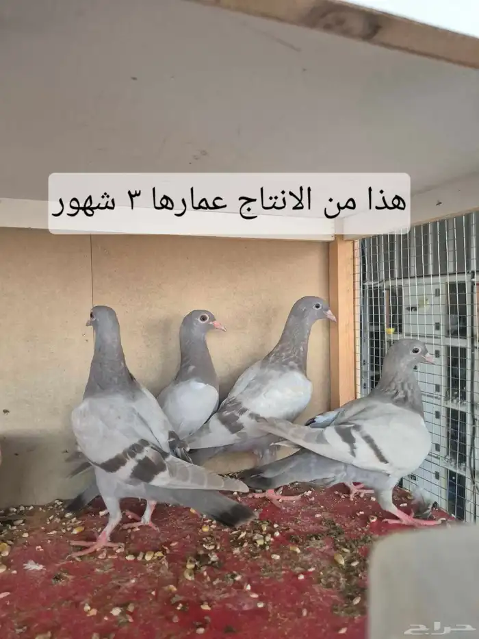 حمام فرنسي سلفر وحمام زاجل ومحاكر حمام 3