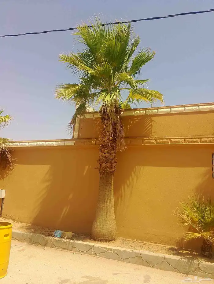 نخل زينه واشنطن للبيع بسعر مناسب 1