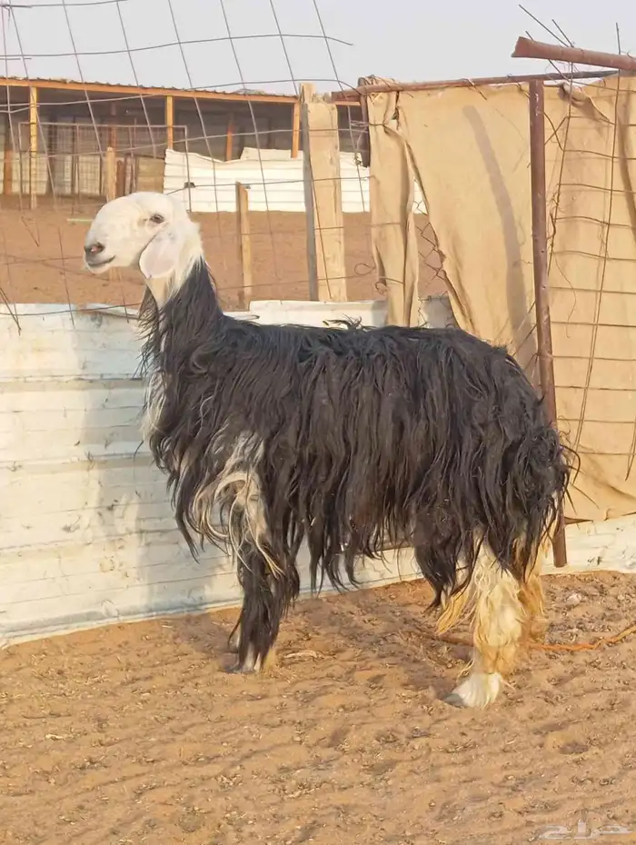 شاه نجديه كفو رباع 2