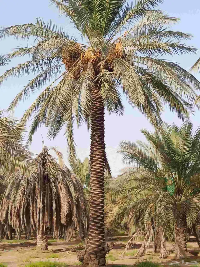 نخيل من 3الى7 0