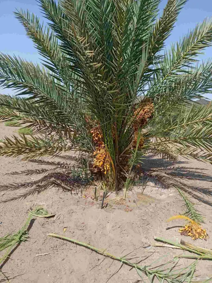 نخل مثمار للبيع 3