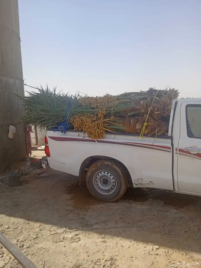 نخل مثمار للبيع 8