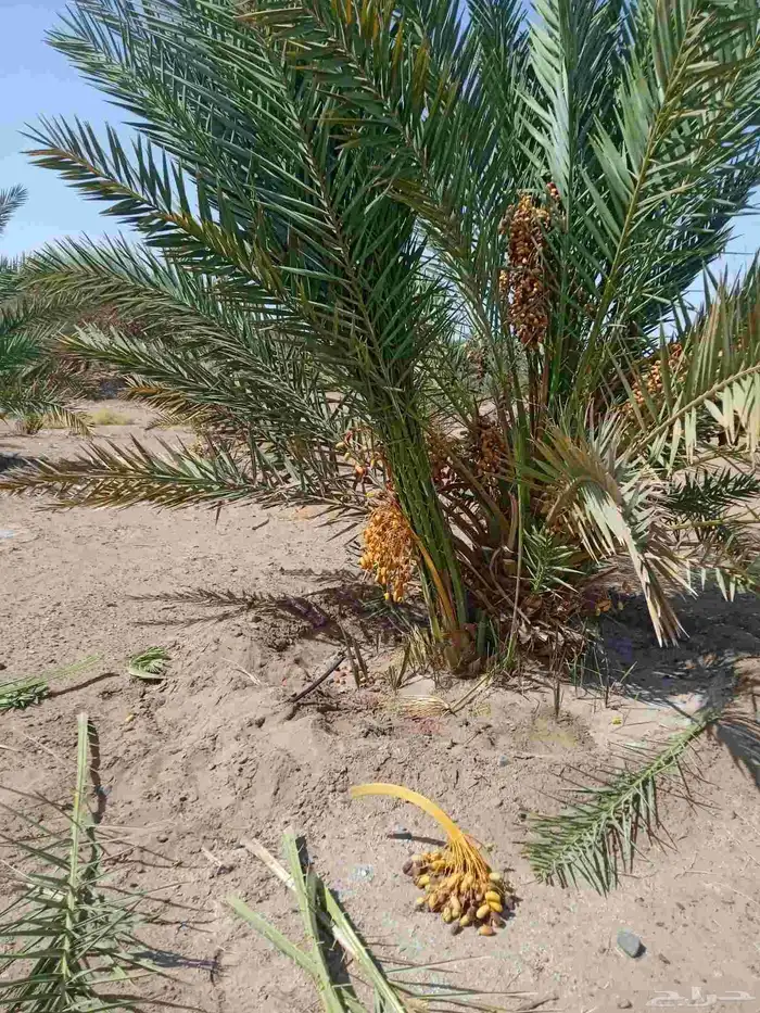نخل مثمار للبيع 5
