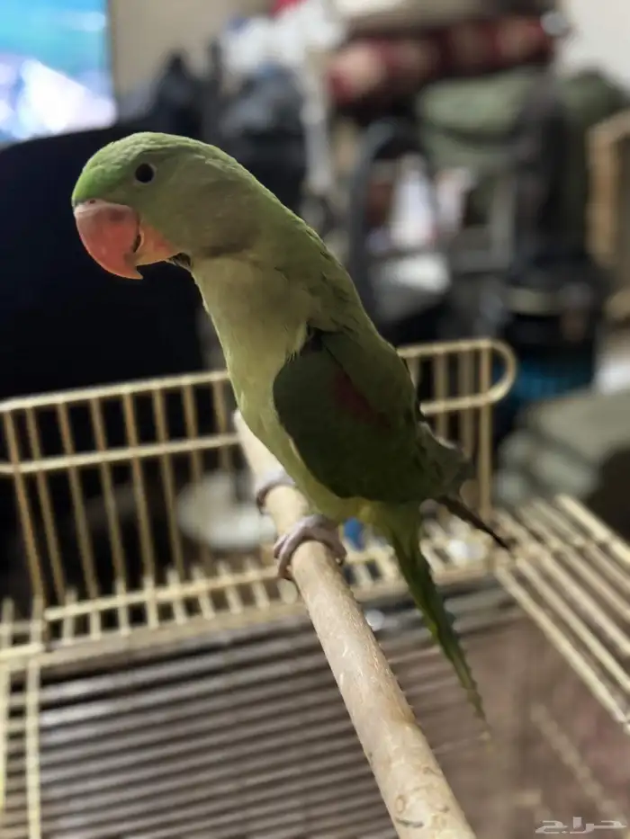 درة نيبالي الاسكندر 4