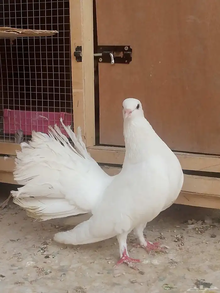 سلام عليكم زوج شمسي على سوم 2