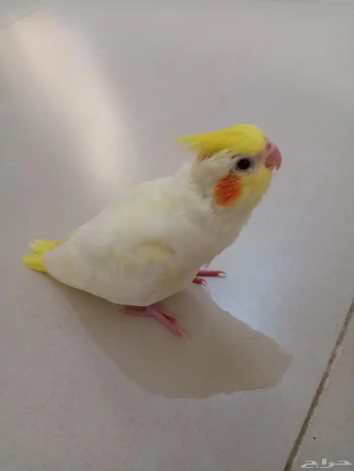 ذكر كروان لاتينو أليف للبيع 2