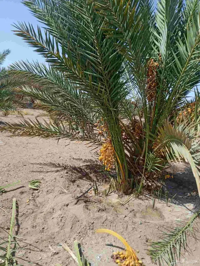 نخل مثمار للبيع 4