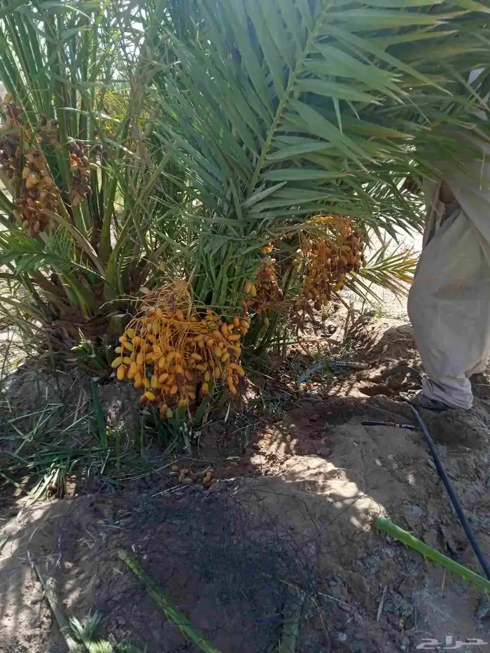 نخل مثمار للبيع 1