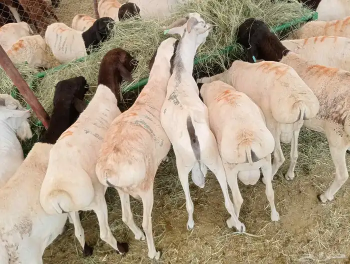 حساب مكه جده الباحه الخميس تبوك 12