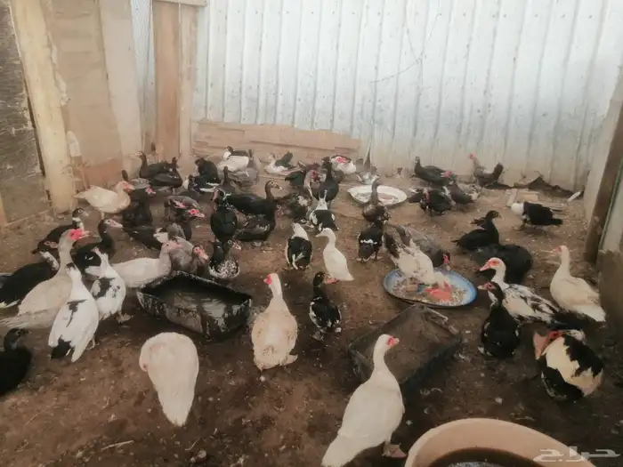 بط مسكوفي ومصري 4