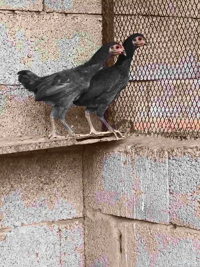 دجاج كوشامو تم تم البيع 2