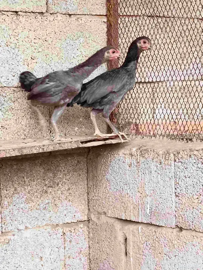 دجاج كوشامو تم تم البيع 1