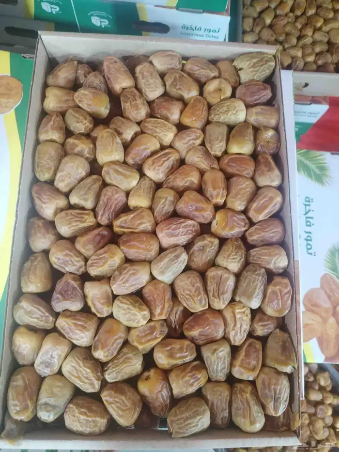 مفتل رقم 2 1