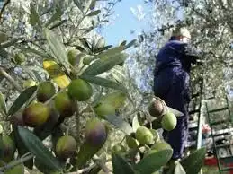زيت زيتون عالي الجودة معصور على البارد فاخر للغاية 5