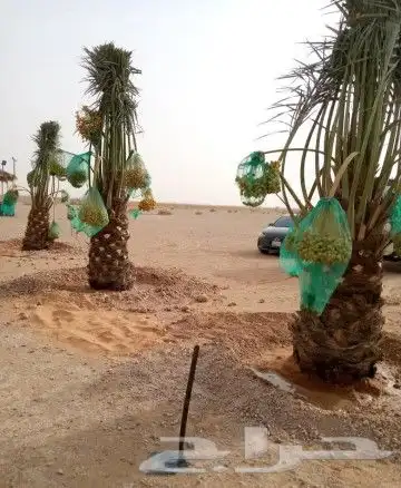 نخل فروخ نقايل الرياض القصيم نخيل جده شقراء جميع المواقع 0