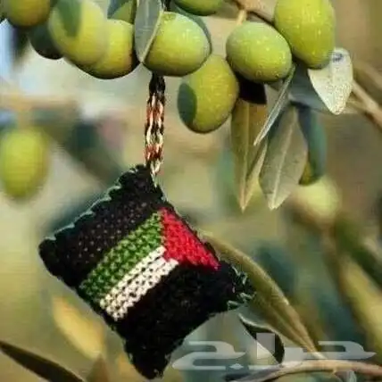 زيت زيتون عالي الجودة معصور على البارد فاخر للغاية 4