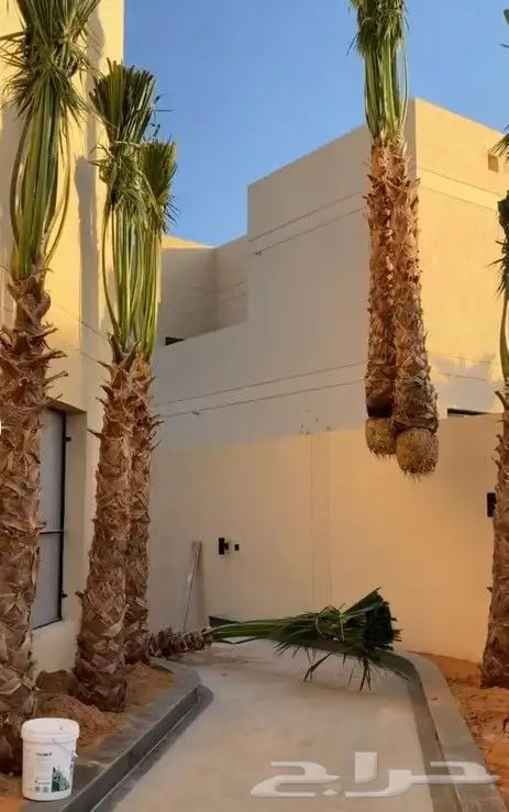نخل فروخ نقايل الرياض القصيم نخيل جده شقراء جميع المواقع 4