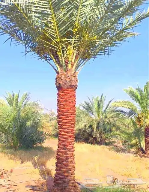 نخل فروخ نقايل الرياض القصيم نخيل جده شقراء جميع المواقع 7
