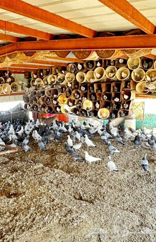 مطلوب حمام عادي او بلدي للبيع 0
