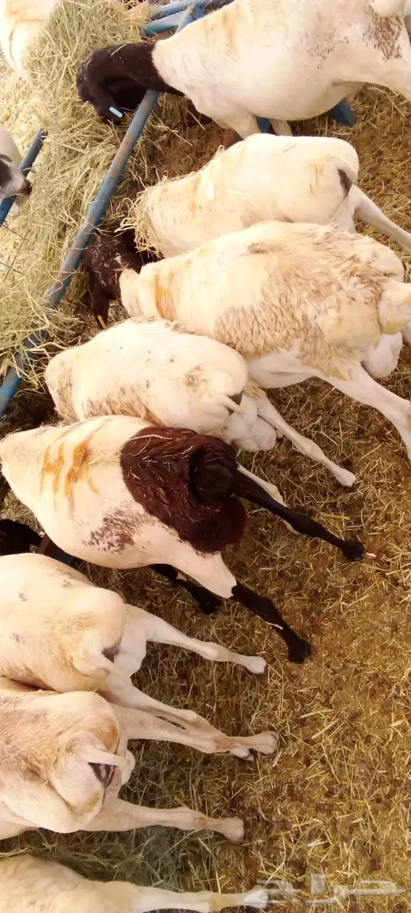حساب مكه جده الباحه الخميس تبوك 6