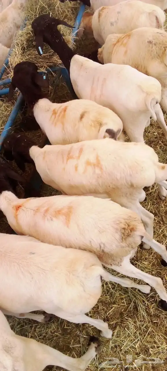 حساب مكه جده الباحه الخميس تبوك 17