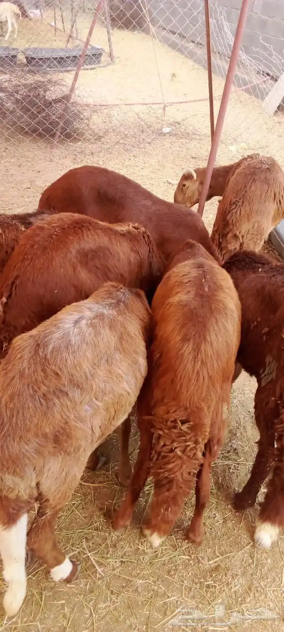 حساب مكه جده الباحه الخميس تبوك 9