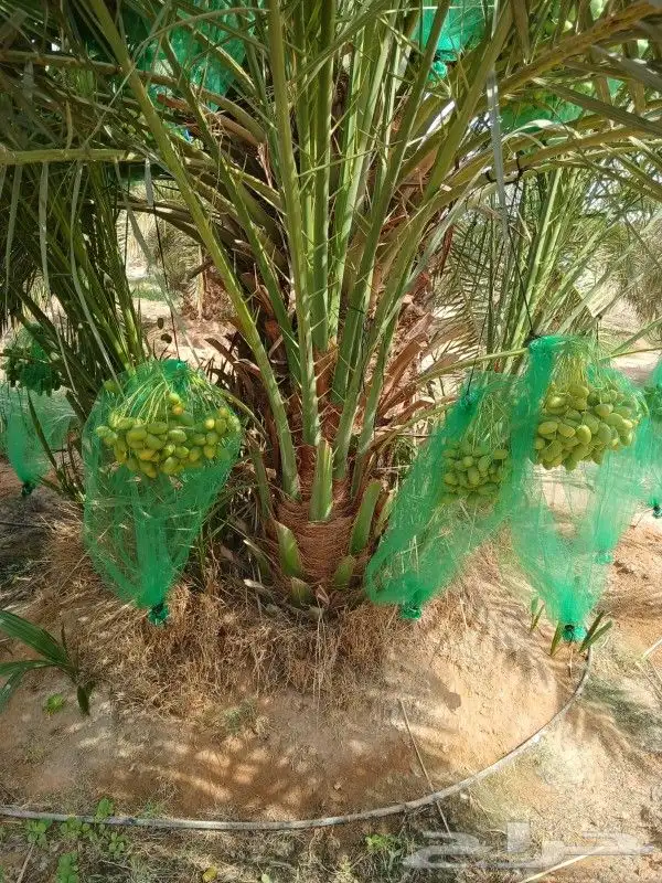 نخل فروخ نقايل الرياض القصيم نخيل جده شقراء جميع المواقع 1
