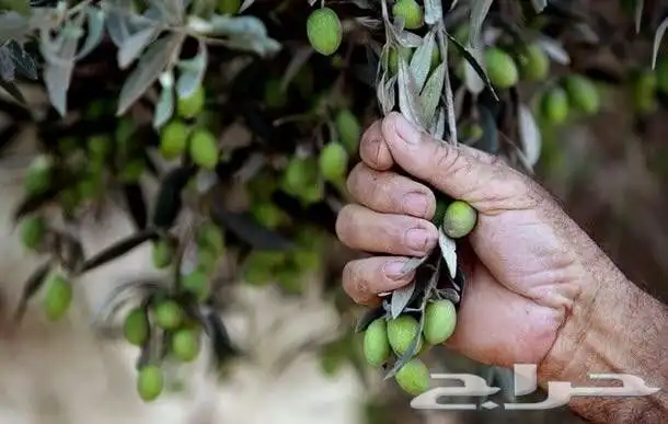 زيت زيتون عالي الجودة معصور على البارد فاخر للغاية 9