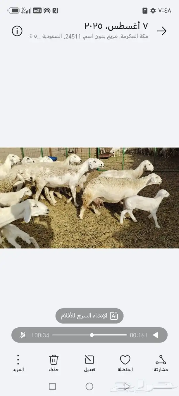 غنم حريات حرش ضان مقاني متابيع 14معه14 للبيع 4