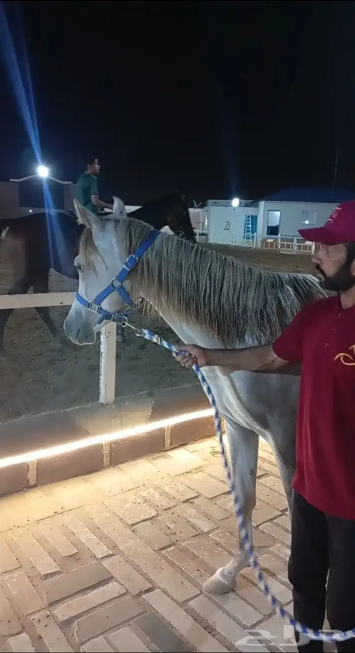 فرس عربيه ماكس بأوراق 12