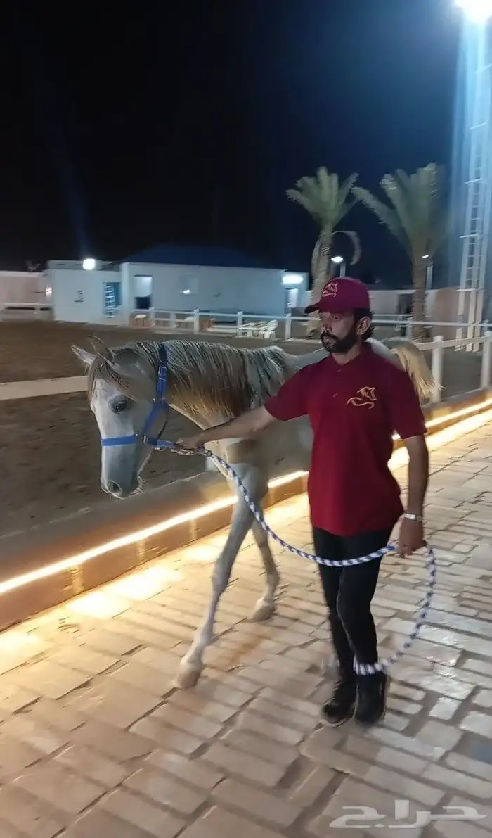 فرس عربيه ماكس بأوراق 2