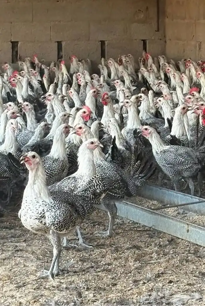 فيومي 3