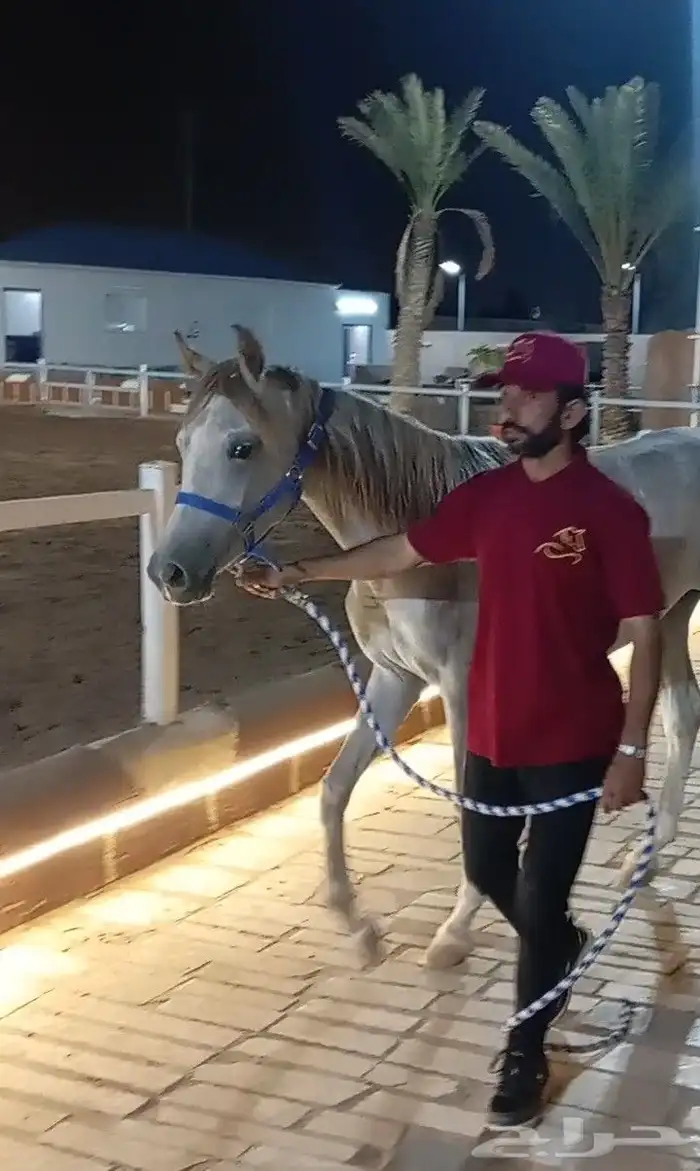 فرس عربيه ماكس بأوراق 8