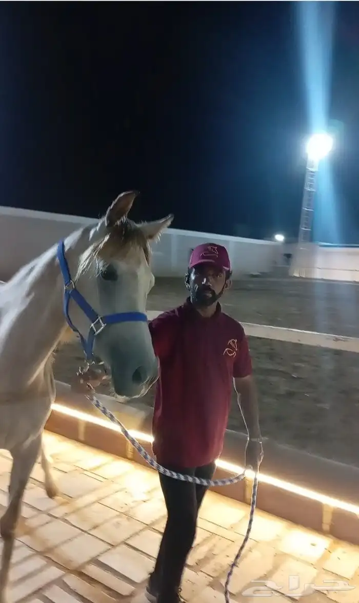 فرس عربيه ماكس بأوراق 5