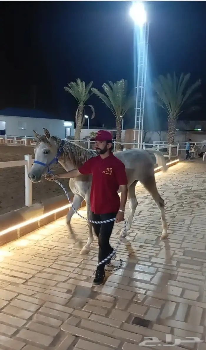 فرس عربيه ماكس بأوراق 0