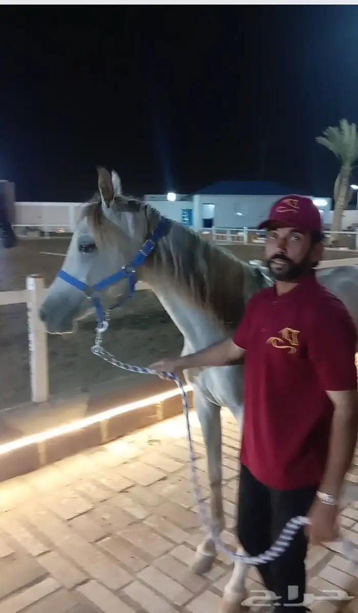 فرس عربيه ماكس بأوراق 1