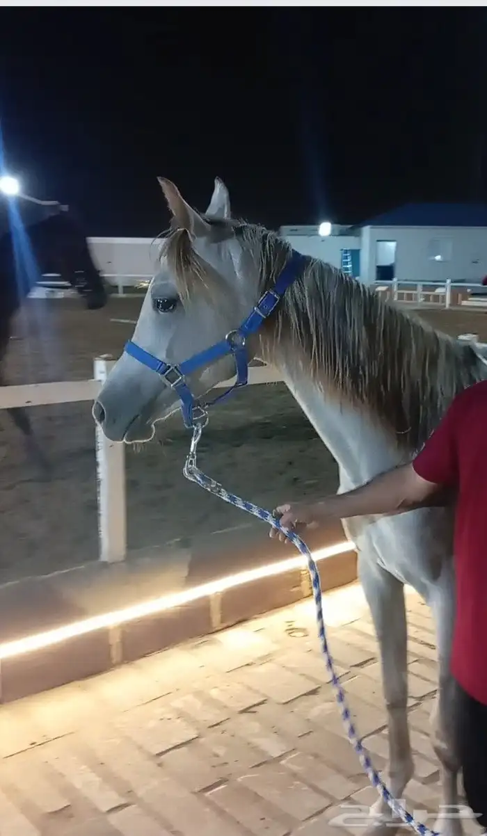 فرس عربيه ماكس بأوراق 9