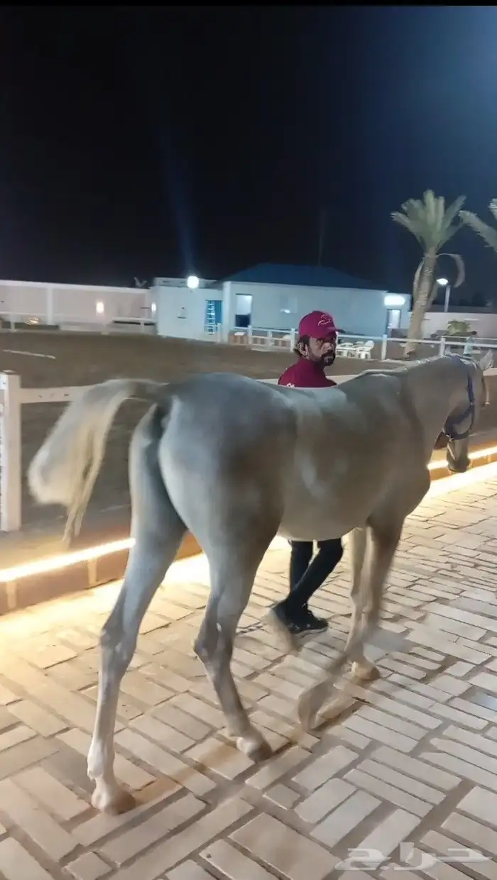 فرس عربيه ماكس بأوراق 6