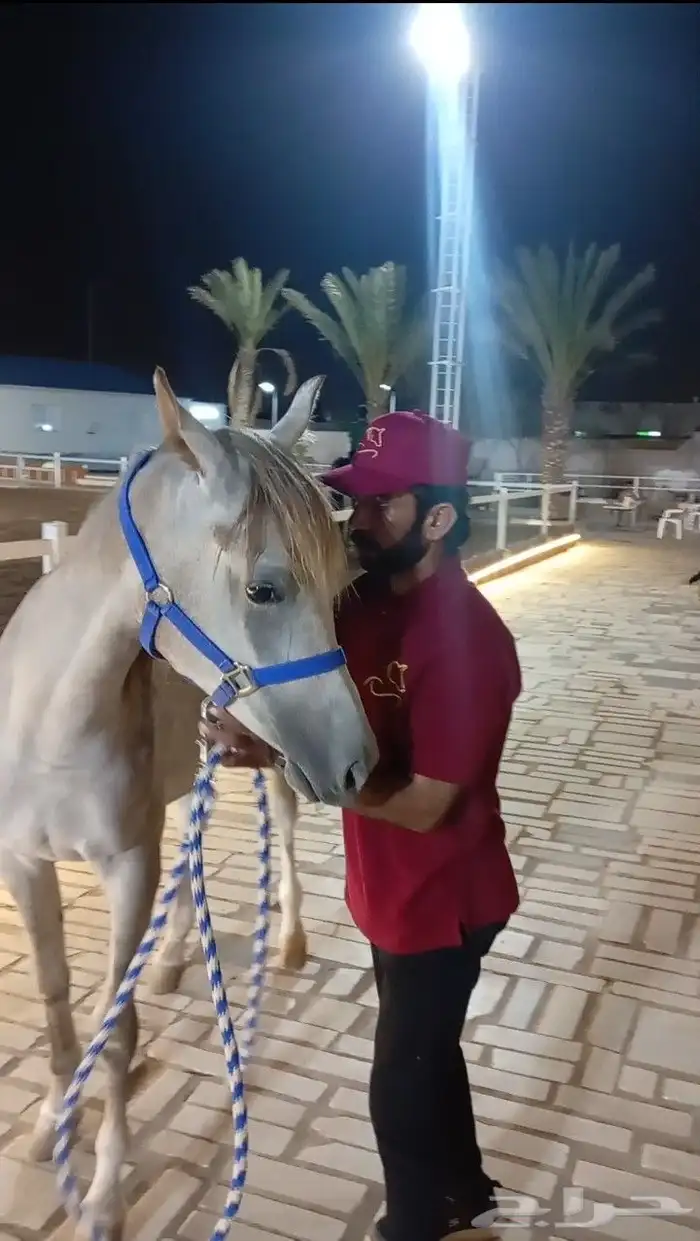 فرس عربيه ماكس بأوراق 11