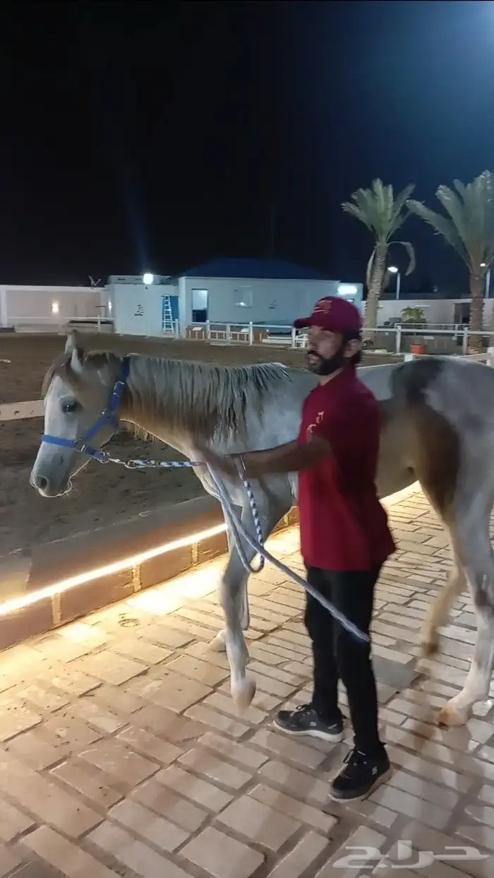 فرس عربيه ماكس بأوراق 4