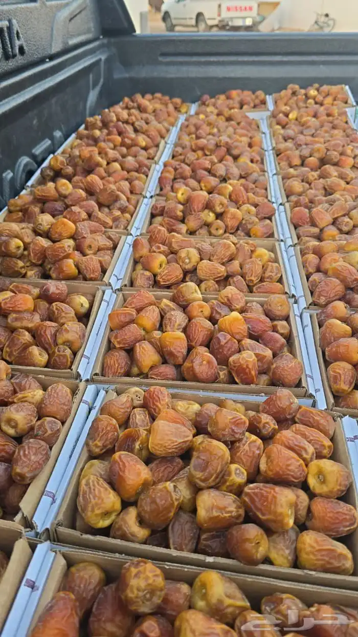 نخل للبيع 5