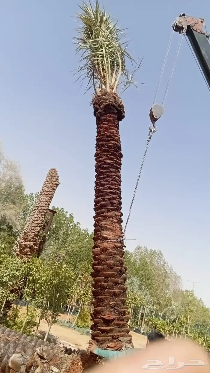 مشتل تنسيق حدائق 19