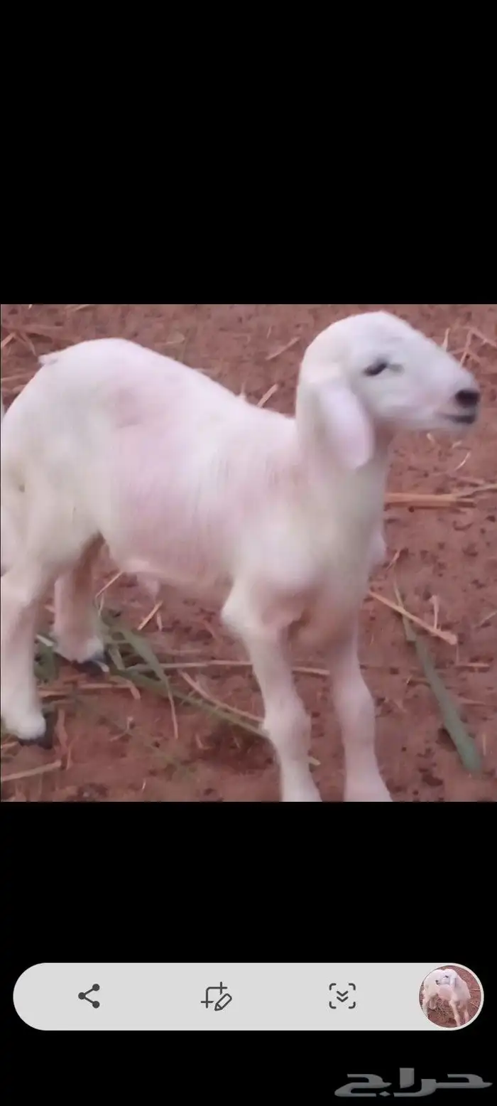 خروف حري العمر 4شهور تقريبا للبيع 2