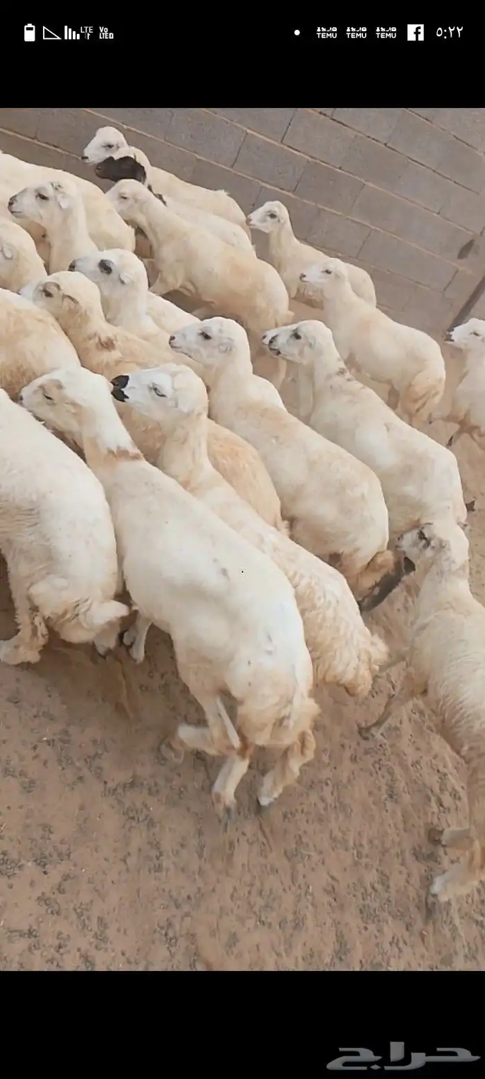 رخيل ذبايح بلدي عددها 43 1