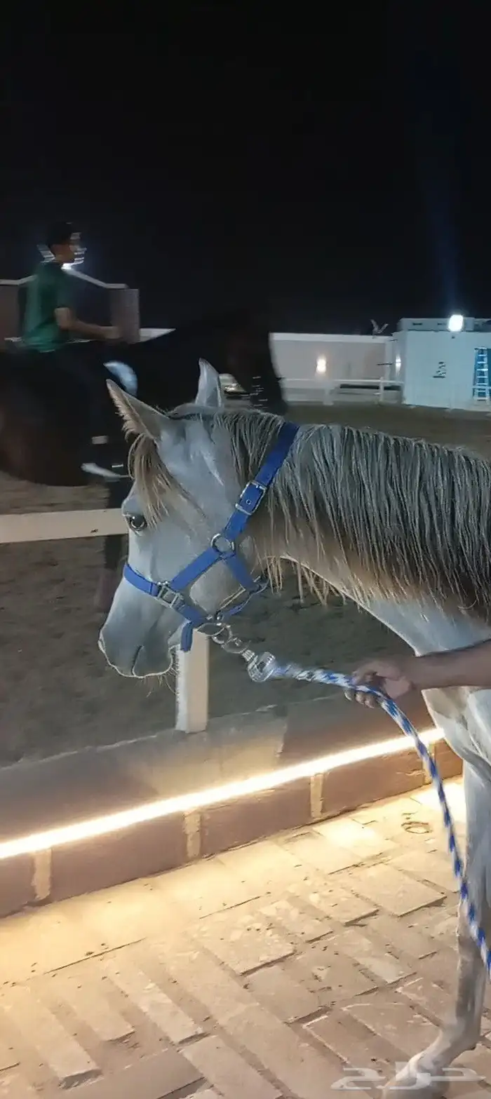 فرس عربيه ماكس بأوراق 13