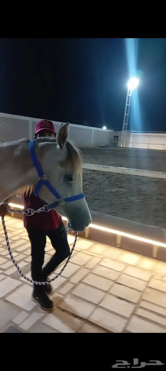 فرس عربيه ماكس بأوراق 7